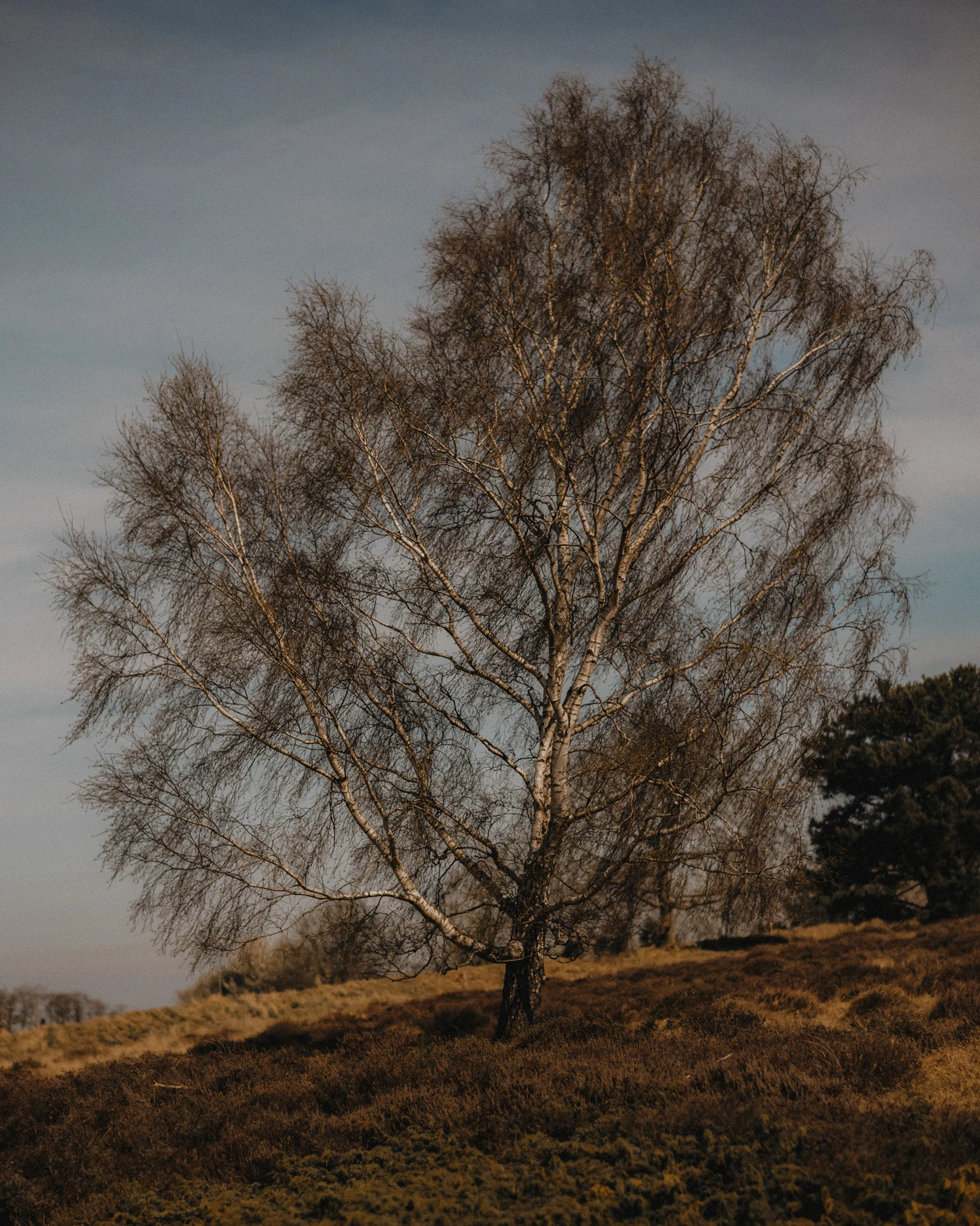 Sculpture park landscape