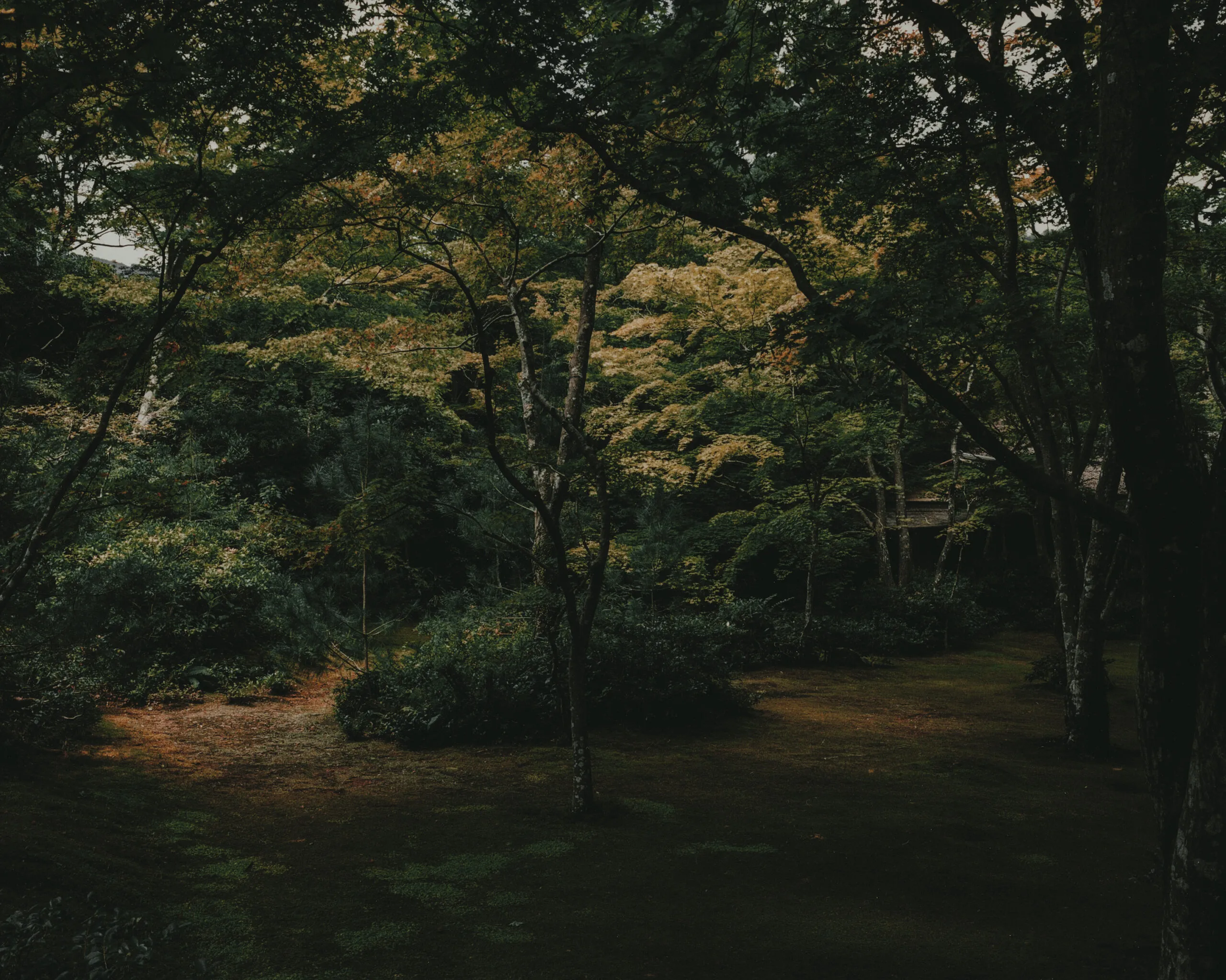 Forest canopy in Japan, photographed on film